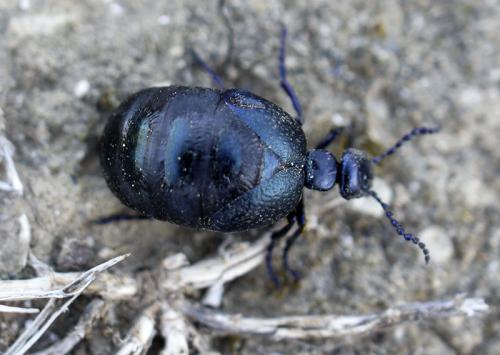 Meloe autumnalis